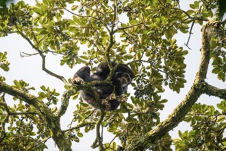 Chimpanzee (Pan Troglodytes), adult male feeding in the treetop in the jungle, Murchison Falls