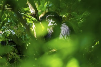 Chimpanzee (Pan Troglodytes), adult male in a jungle tree, Murchison Falls National Park, Uganda