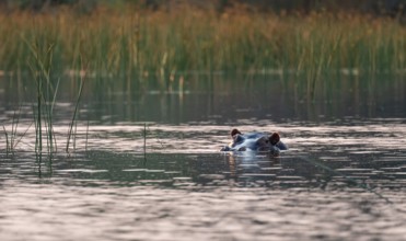 Evening mood, hippo (Hippopotamus amphibius) in the Okavango Delta, Botswana