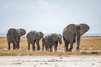 Arid Landscape, African Elephant (Loxodonta africana), Amboseli National Park, Rift Valley