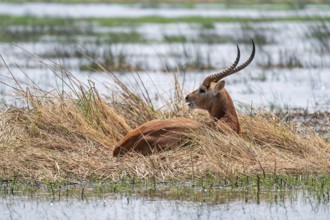 Letschwe or litchi bog antelope (Kobus leche), adult male, in tall dry grass, Okavango Delta,
