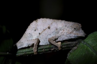 Zomba dwarf chameleon (Rieppeleon brachyurus), white chameleon on a branch at night, Amani Nature