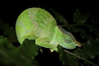 Squishy bihorn chameleon (Kinyongia matschiei), adult male, chameleon on a branch at night, Amani