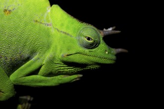 Usambara three-horned chameleon (Trioceros deremensis), chameleon on a branch at night, Amani