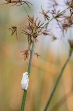 Marble redfrog (Hyperolius marmoratus), white frog sitting on a papyrus, Xakanaxa Lagoon, Okavango