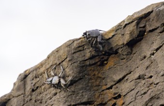 Red rock crabs (Grapsus adscensionis), black cubs on a volcanic rock, coast, La Santa, Lanzarote,