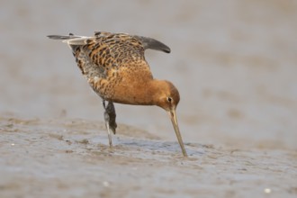 Black tailed godwit (Limosa limosa) adult male wader bird in summer plumage on a mudflat, England,