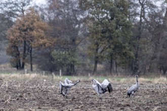 Cranes (Grus grus), fighting, Lower Saxony, Germany
