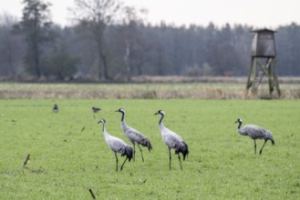 Cranes (Grus grus), Lower Saxony, Germany