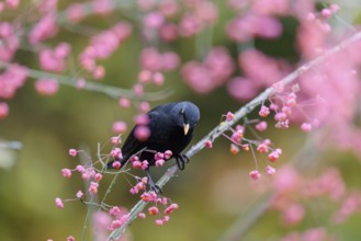 A common blackbird (Turdus merula) sits in a European spindle tree (Euonymus europaeus), and eats