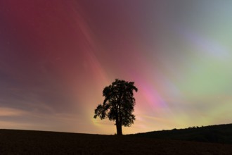 A solitary pear tree at night with aurora borealis. Rhein-Neckar District, Baden-Württemberg,