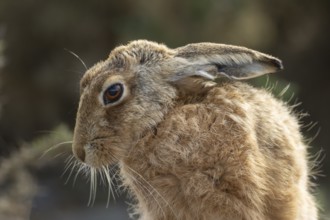 European brown hare (Lepus europaeus) adult animal head portrait, England, United Kingdom