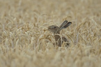 European brown hare (Lepus europaeus) adult animal eating a wheat plant sheath in a farmland field