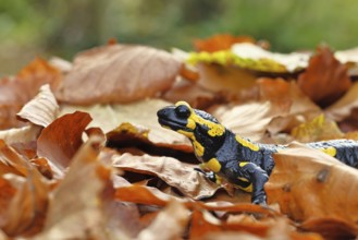 Fire salamander (Salamandra salamandra), in a beech forest on autumn leaves, autumn, Wilnsdorf,