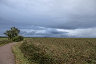 Reed, thatch (Phragmites australis) on the lagoon, dark rain clouds (Nimbostratus), Ahrenshoop,