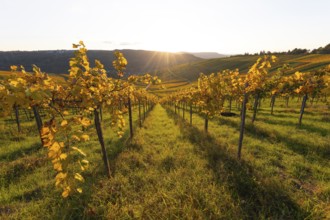 Golden evening sun shines over the colorful vines in the vineyards of Beutelsbach and Weinstadt