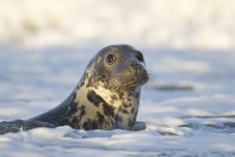 Grey seal (Halichoerus grypus) adult animal in the breaking waves of the sea, England, United