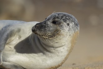 Common seal (Phoca vitulina) adult animal resting on a beach, England, United Kingdom