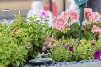 A European hamster (Cricetus cricetus) searches for food on a decorated grave and eats the petals
