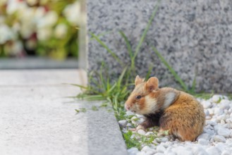 A European hamster (Cricetus cricetus) forages for food on a grave. Vienna, Austria