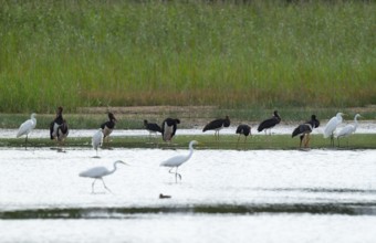 Black storks (Ciconia nigra) and great egret (Ardea alba) in the shallow water zone of a pond,