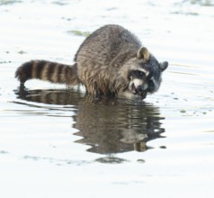 Raccoon (Procyon lotor), looking for food in the shallow water zone of a lake, Lower Saxony,