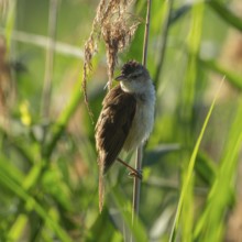 Thrush warbler (Acrocephalus arundinaceus) on a reed, reed (Phragmites australis), Lower Saxony,