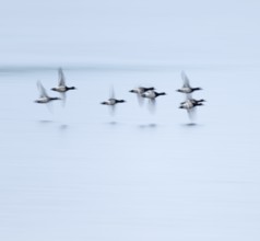 Heron duck (Aythya fuligula), heron flying over a lake, motion blur, long exposure, pull, mopping