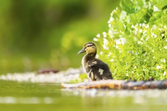 Wild duck (Anas platyrhynchos) chick standing at the schore of a little lake, Bavaria, Germany