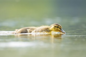 Wild duck (Anas platyrhynchos) chick swimming on a lake, Bavaria, Germany