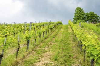 Landscape of the wine yards growing on the hills of southern styria, Austria