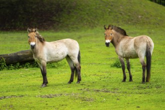 Przewalski's horse (Equus ferus przewalskii) standing on a meadow, Austria, Germany