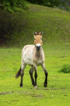 Przewalski's horse (Equus ferus przewalskii) standing on a meadow, Austria, Germany