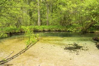 Lanscape of a little stream flowing through the forest in spring on a rainy day, Bavaria, Germany