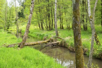 Lanscape of a little stream flowing through the forest in spring on a rainy day, Bavaria, Germany