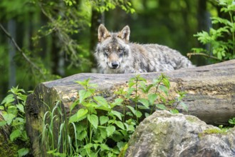 Eurasian wolf (Canis lupus lupus) in a forest, Austria
