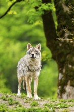 Eurasian wolf (Canis lupus lupus) in a forest, Austria