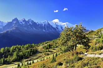 Mountain forest in an autumnal landscape with the snow-covered Mont Blanc massif in the background,