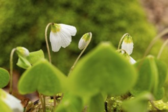 Close-up of blooming woodland sorrel (Oxalis acetosella) on the moss-covered soil of a forest in