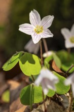 Close-up of blooming woodland sorrel (Oxalis acetosella) in a forest in spring, Germany