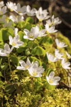 Close-up of a group of blooming woodland sorrel (Oxalis acetosella) on moss-covered dead wood in a