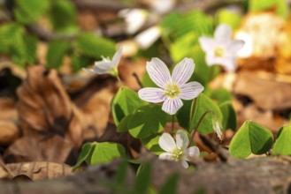 Close-up of blooming woodland sorrel (Oxalis acetosella) on the leafy ground of a forest in spring,