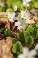 Close-up of blooming woodland sorrel (Oxalis acetosella) on the ground of a forest in spring,