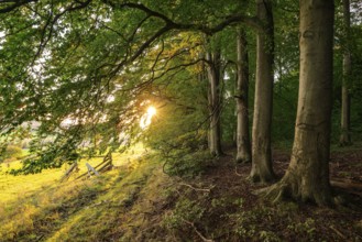 The evening sun shines picturesquely on the old beech trees at the edge of a forest, Griessen,