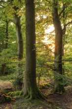 Warm sunlight shines picturesquely through an atmospheric forest on a group of old beech trees,