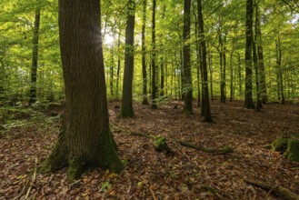 The sun shines in an idyllic forest on Klüt, Hameln, Lower Saxony, Germany