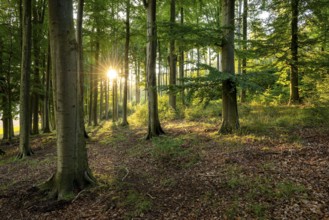 Evening sunlight shines in a star shape through an atmospheric forest with tall beech trees,