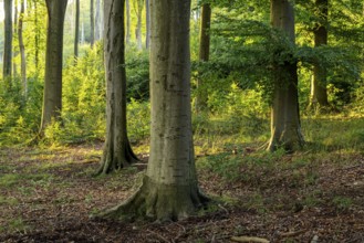 Group of beech trees in atmospheric light in a forest near Griessem, Lower Saxony, Germany
