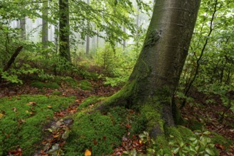 Close-up of a beech tree with moss-covered roots on a trail in a foggy forest, Winterberg,