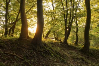 Idyllic forest in the evening light, the sun shines between beech trees with gnarled roots, Bad